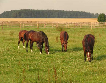 Pferdeweiden Pferdeweiden