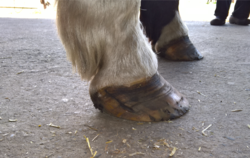 Hornspalt vor der ersten Bearbeitung