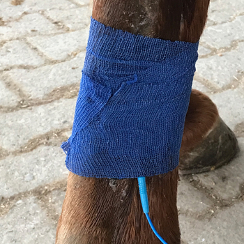 Ampli Move animal im Einsatz