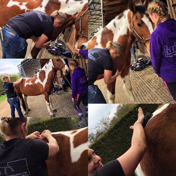 Sportpferdetherapie — Impressionen 