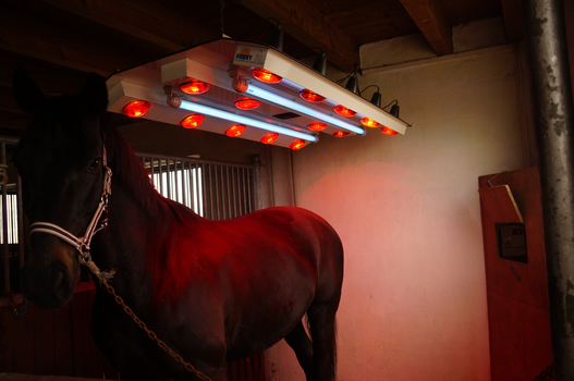 Solarium Solarium