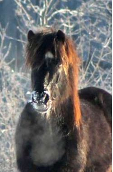 Isländer Isländer