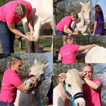 Sportpferdetherapie — Impressionen 