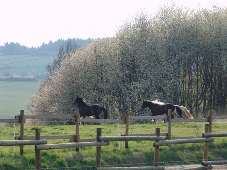 der Frühling naht der Frühling naht