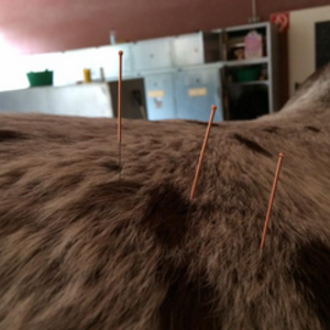 Dry Needling