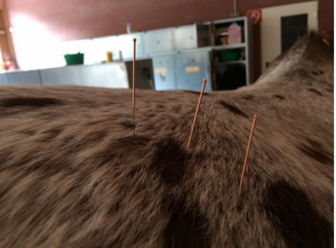 Dry Needling Dry Needling