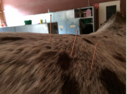Dry Needling