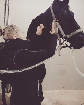 Sportpferdetherapie — Impressionen 