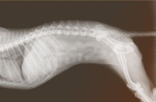 Hundeskelett Hundeskelett