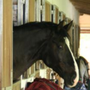 Fensterboxen