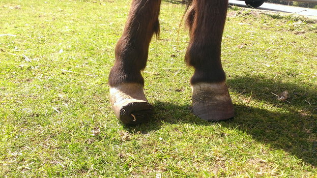 Pony vor der ersten Bearbeitung