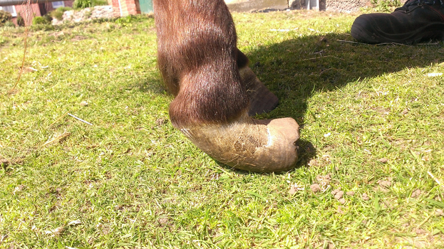 Pony vor der erste Bearbeitung - Seitenansicht