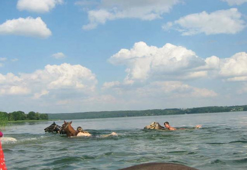 Schwimmen mit Pferden Schwimmen mit Pferden