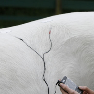Elektrotherapie beim Pferd