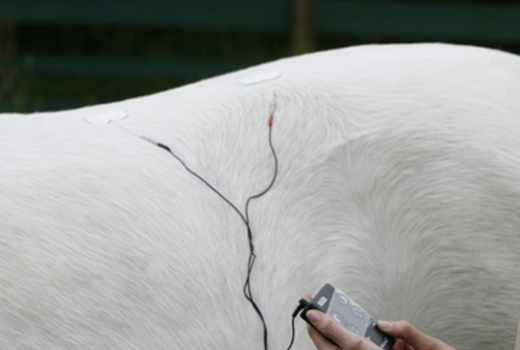 Elektrotherapie beim Pferd