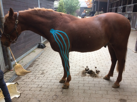 Pferdetaping 