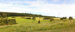 Pferdeparadies