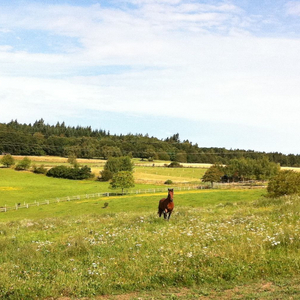 Pferdeparadies