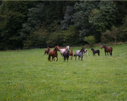 Pferdeweiden
