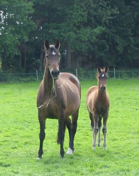 Gesundes Fohlen brauch optimal versorgte Mutter Gesundes Fohlen brauch optimal versorgte Mutter