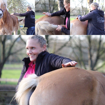 Sportpferdetherapie — Impressionen 