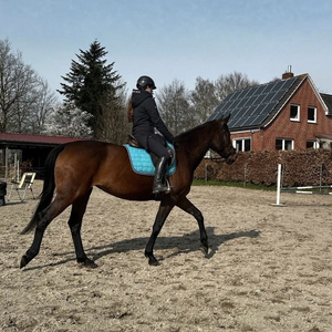 Berittpferd2
