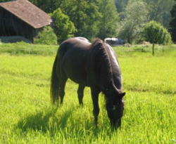 Weide