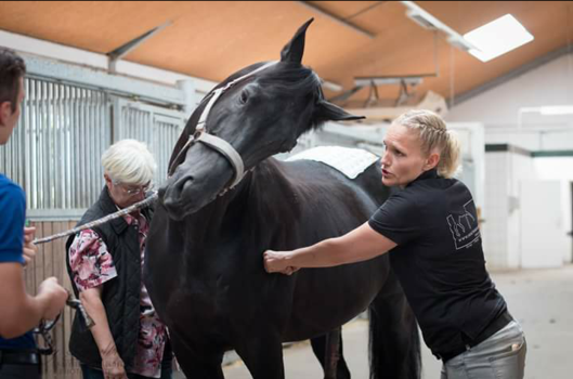 Sportpferdetherapie — Impressionen 