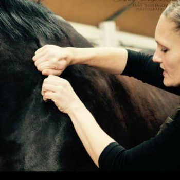 Sportpferdetherapie — Impressionen 