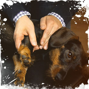 Chiropraktik am Hund Chiropraktik am Hund