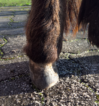 Pony nach 8 Monaten