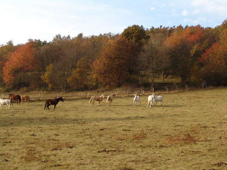Herbststimmung Herbststimmung