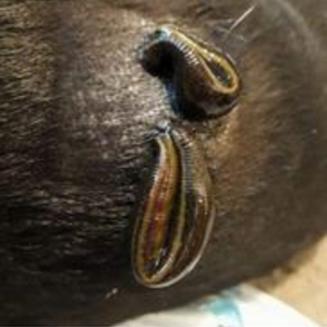 Blutegeltherapie
