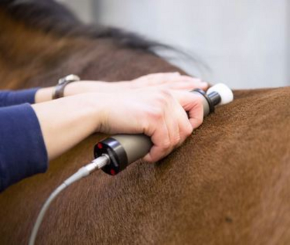 Pferdephysiotherapie