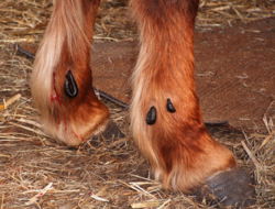 Blutegeltherapie