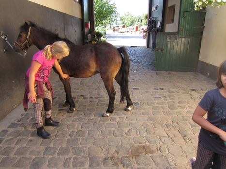 Ponys putzen gehört einfach dazu.....