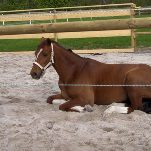 Aussenpaddock