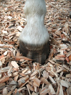 Natur Pur für Reitplätze/Paddocks/Reitwege mit Equispan-Holzhackschnitzeln "auch als Zuschlagstoff für Sand erhältlich"