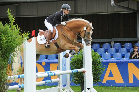 Haflinger haben auch viel Spaß beim Springen (Hier Edelbluthaflingerhengst Amani beim Internationalen Haflignerchampionat in Steinhagen 2017) Haflinger haben auch viel Spaß beim Springen (Hier Edelbluthaflingerhengst Amani beim Internationalen Haflignerchampionat in Steinhagen 2017)