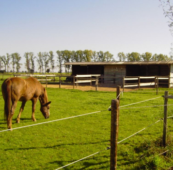Pferdeweide Pferdeweide