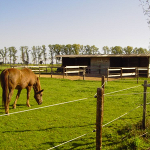 Pferdeweide