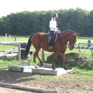 Pferdetraining