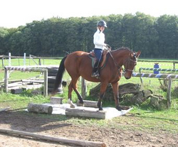 Pferdetraining