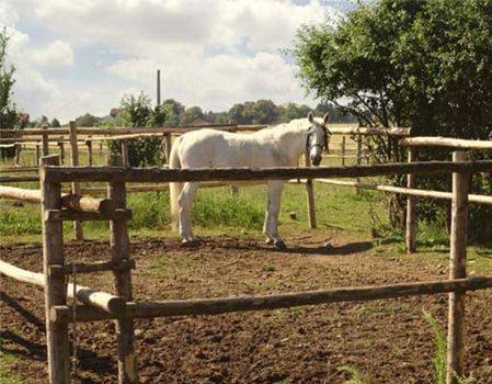 Paddocks Paddocks