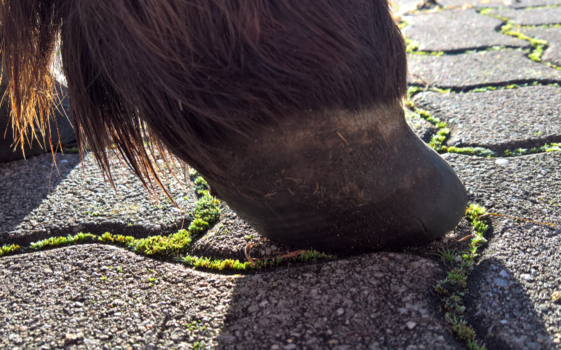 Pony nach 8 Monaten - Seitenansicht