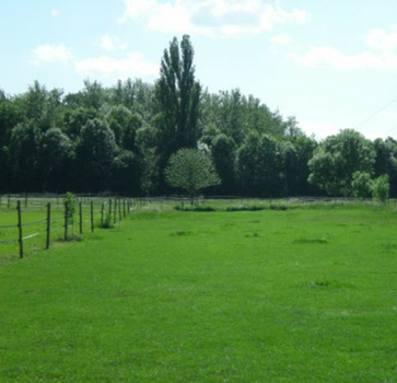 Pferdeweiden Pferdeweiden
