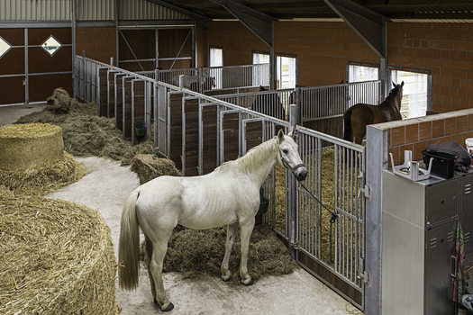 Offenstall 4-er Boxen mit ständigem Zugang zu Winterpaddocks/Weide