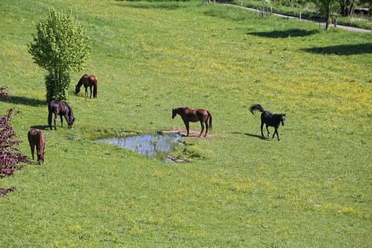 Stutenherde auf der Stutenkoppel Stutenherde auf der Stutenkoppel