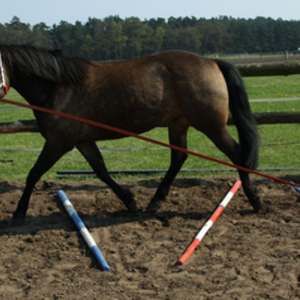 Bewegungstherapie fürs Pferd