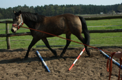 Bewegungstherapie fürs Pferd
